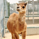 Image for article titled Ten Strange Animal Hybrids